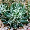 Mammillaria _decipiens _ssp.camptotricha _09